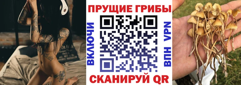 Псилоцибиновые грибы Cubensis  Назрань 
